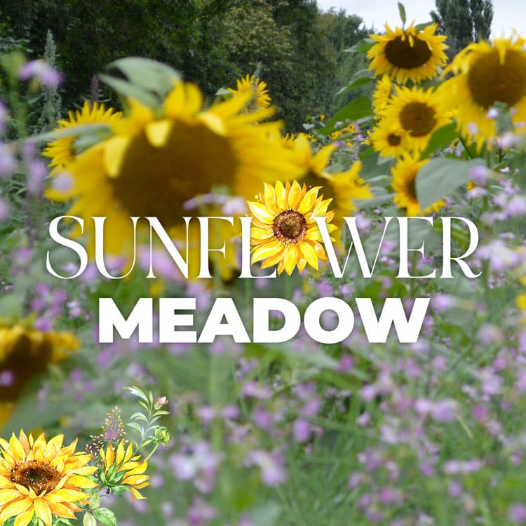 FMGF Events Sunflower Meadow Panels