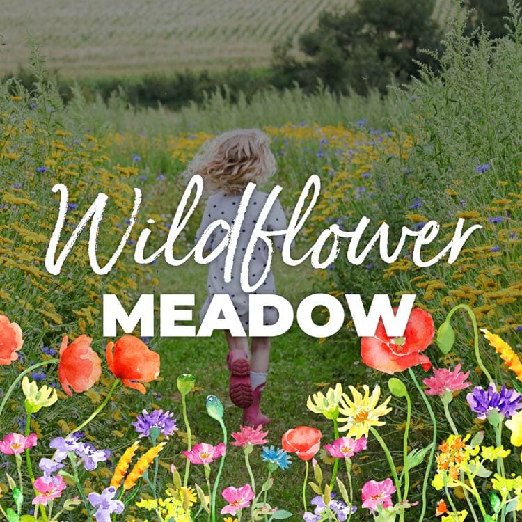 FMGF Events Wildflower Meadow Panels
